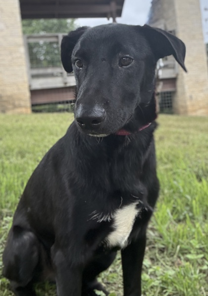 Pet Photo
