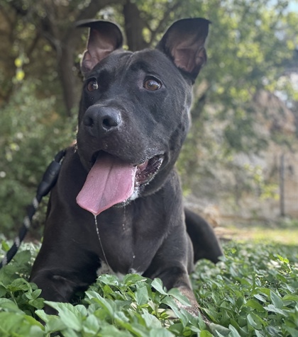 Pet Photo
