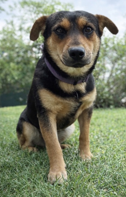Foto de mascota