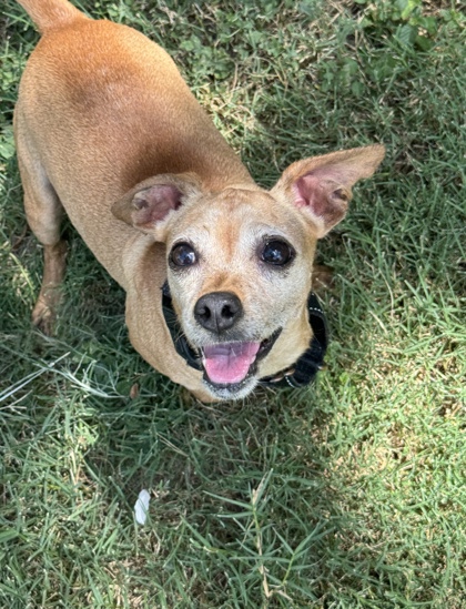 Pet Photo