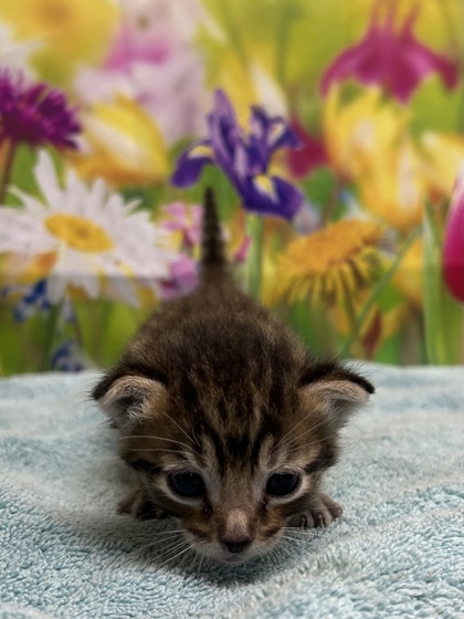 Foto de mascota