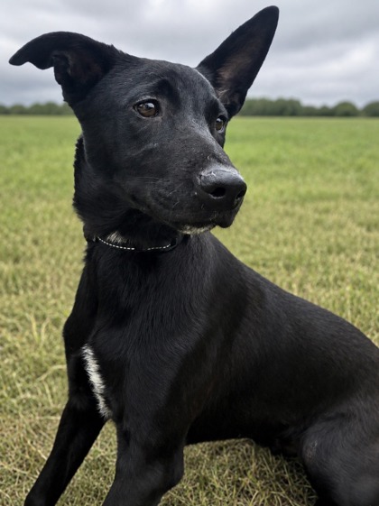 Pet Photo