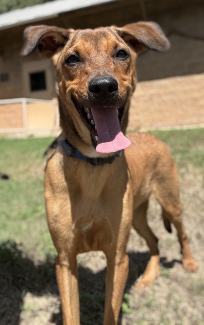 Pet Photo