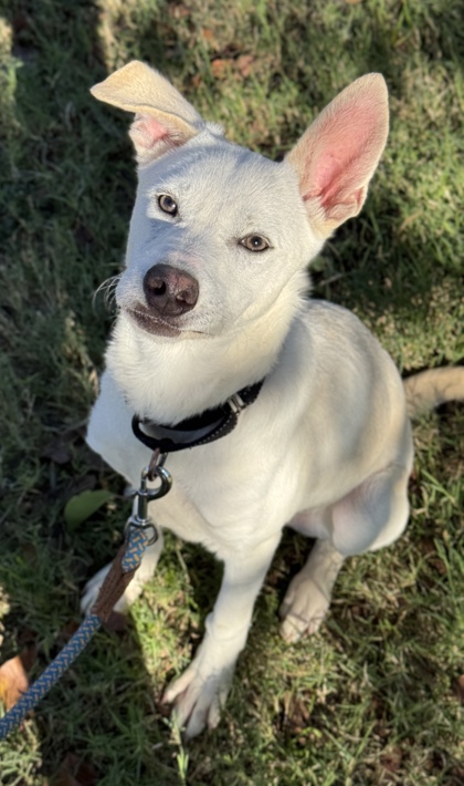Pet Photo