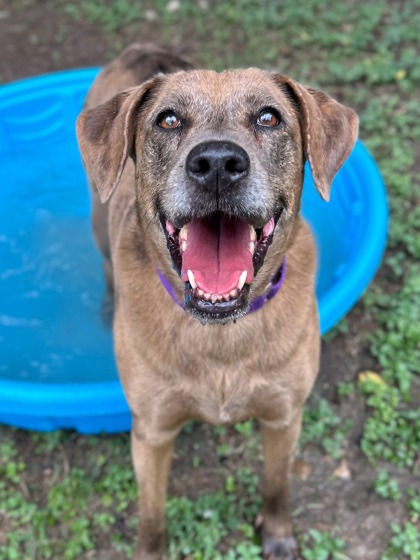 Pet Photo
