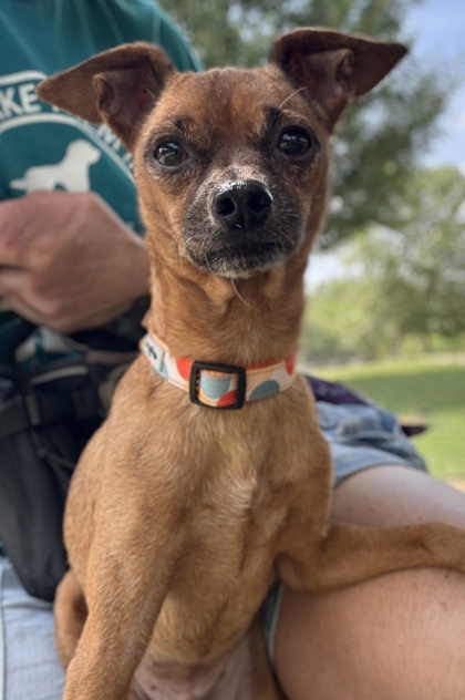 Pet Photo