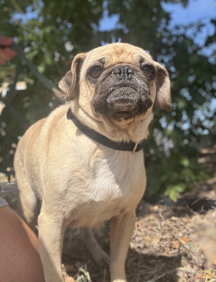 Pet Photo