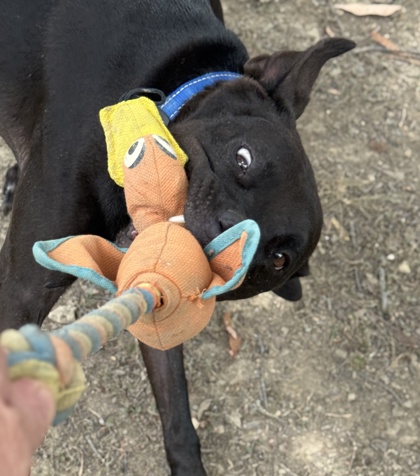 Pet Photo