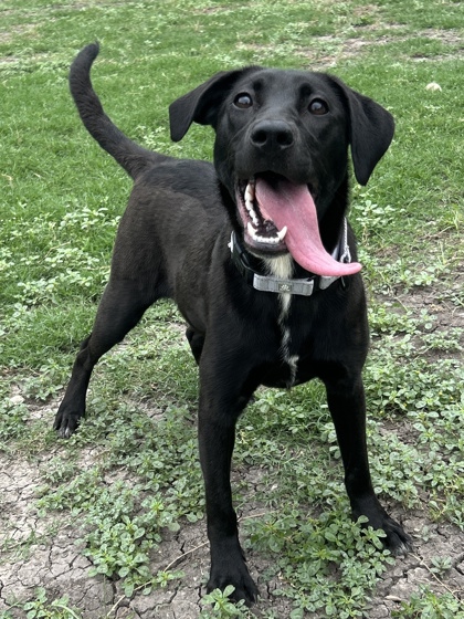 Pet Photo
