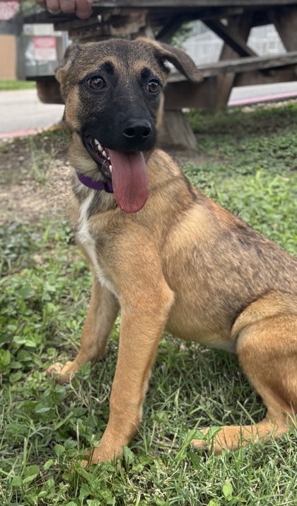 Pet Photo