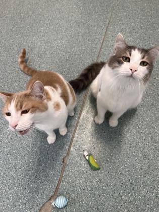 Pet Photo