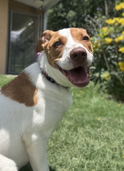 Pet Photo