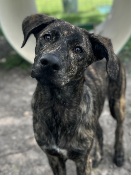 Pet Photo