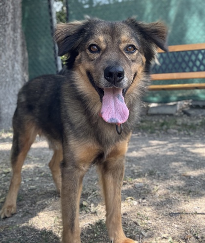 Pet Photo
