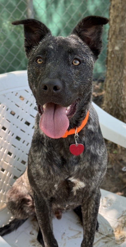 Pet Photo