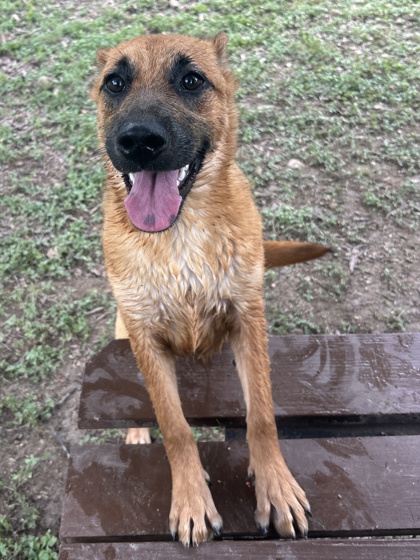 Pet Photo