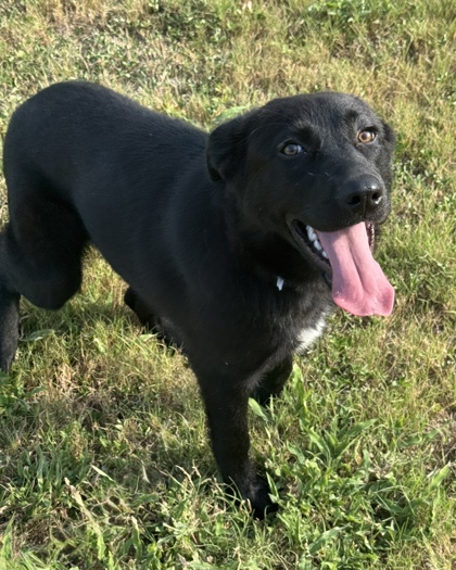Pet Photo