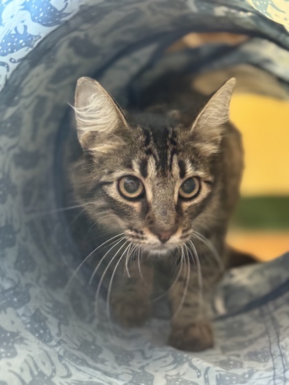 Pet Photo
