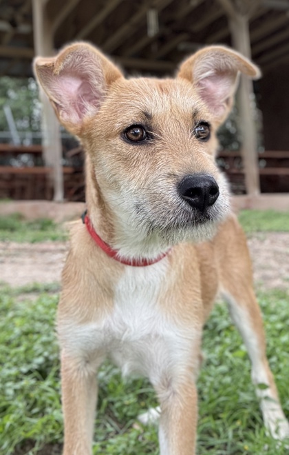 Pet Photo