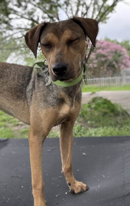 Pet Photo