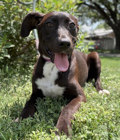 Foto de mascota