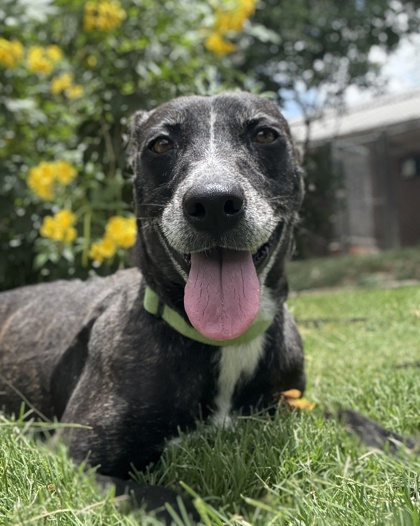 Pet Photo
