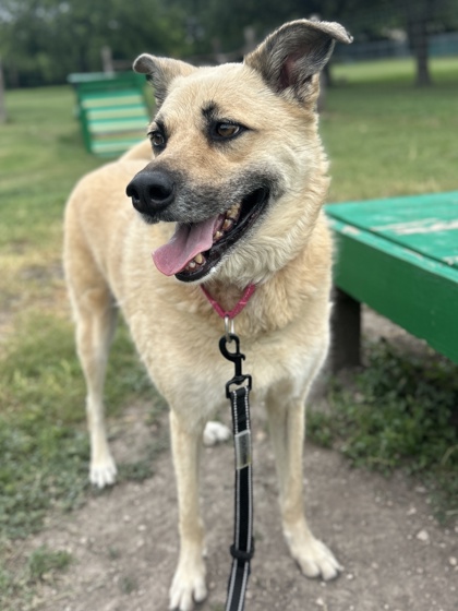 Pet Photo