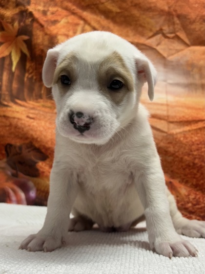 Foto de mascota