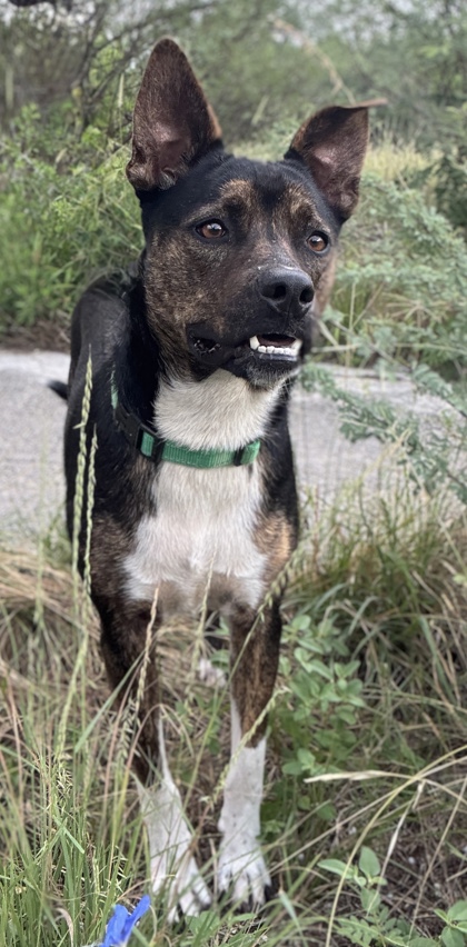 Pet Photo