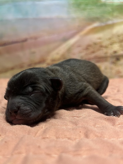 Pet Photo