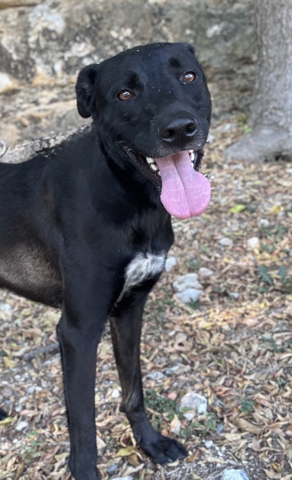 Pet Photo