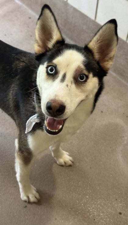 Pet Photo