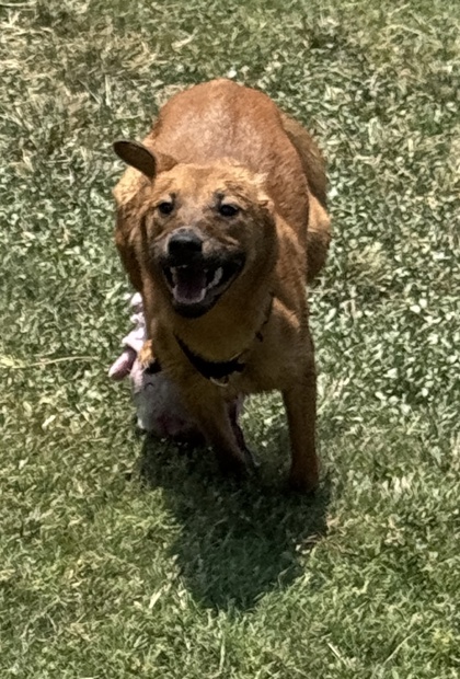 Foto de mascota