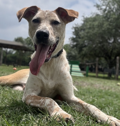 Pet Photo