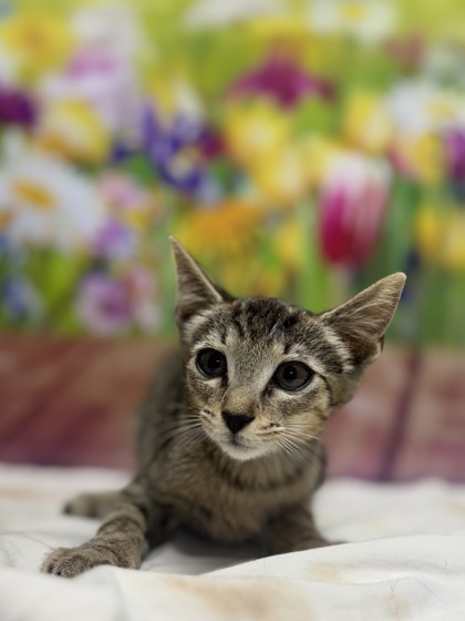 Pet Photo
