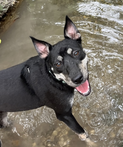 Foto de mascota
