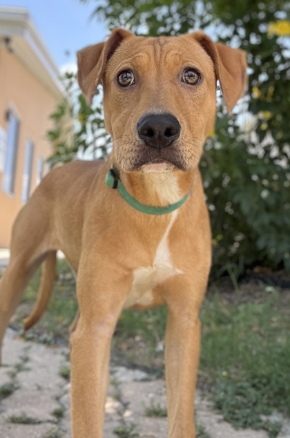 Pet Photo