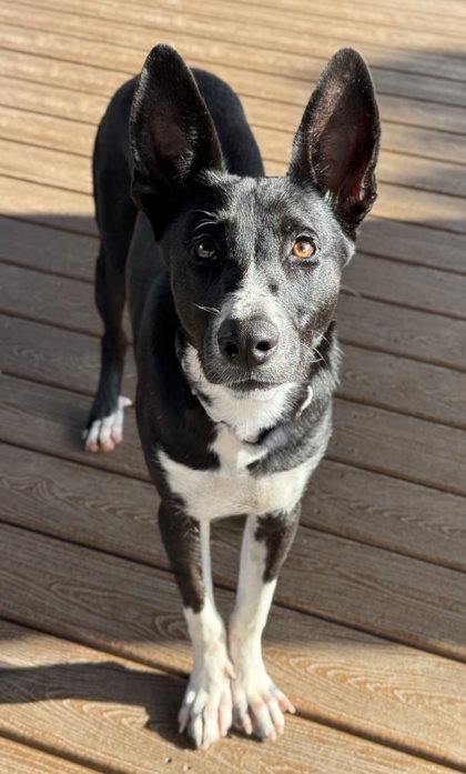 Pet Photo