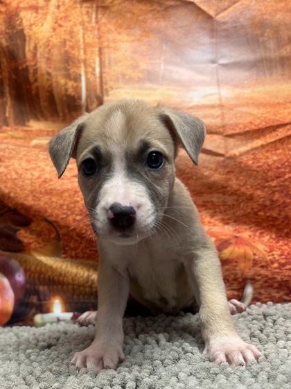 Pet Photo