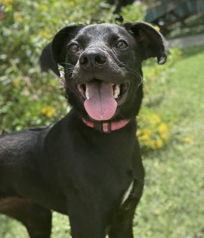Pet Photo