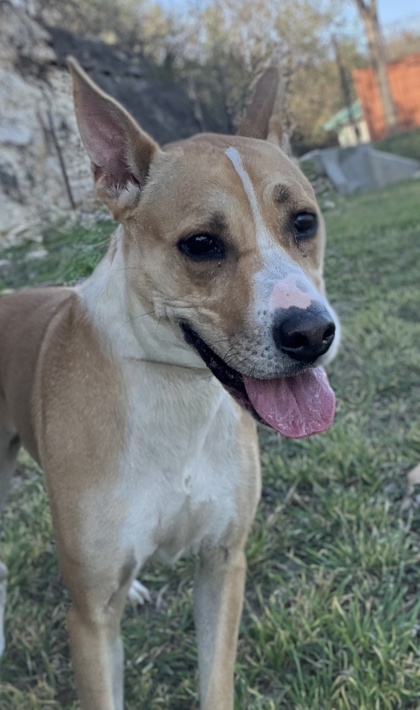 Pet Photo