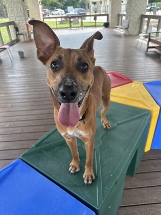 Pet Photo