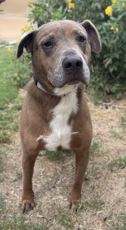 Pet Photo