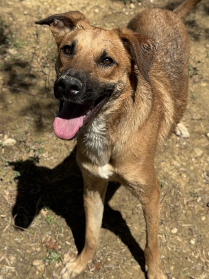 Pet Photo