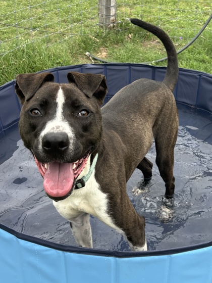 Pet Photo