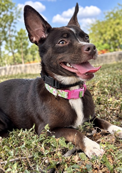 Pet Photo