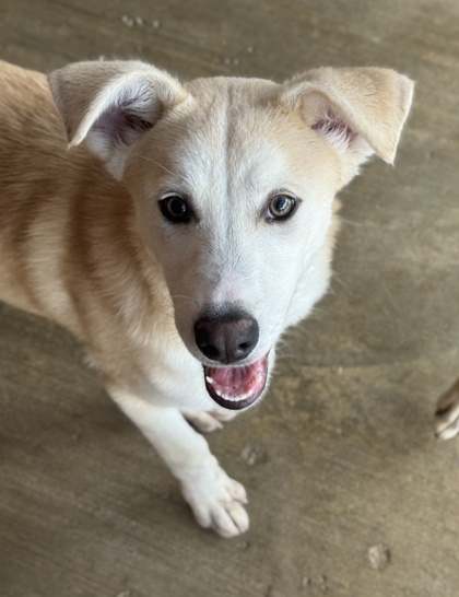 Pet Photo