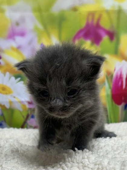 Pet Photo