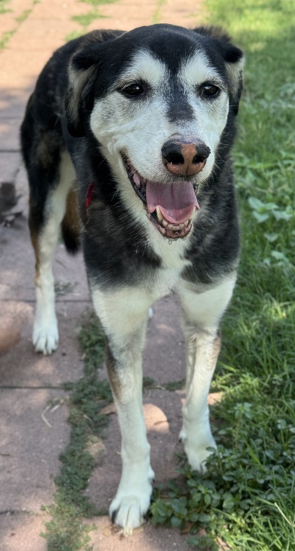 Pet Photo