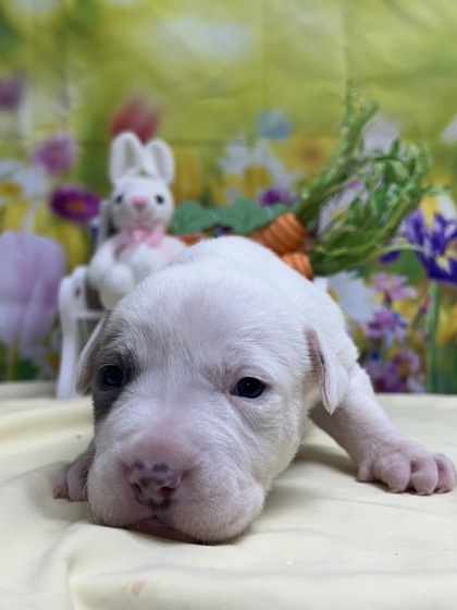 Pet Photo